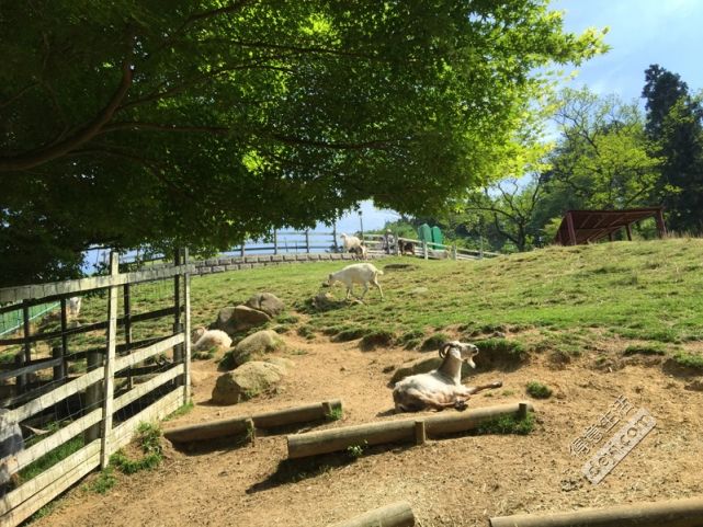 日本小众深度游玩攻略,日本关西打卡攻略