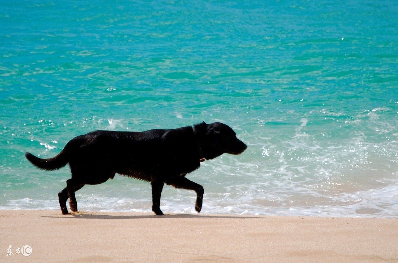 民间故事恶狗与恶人,民间故事大黄狗的故事