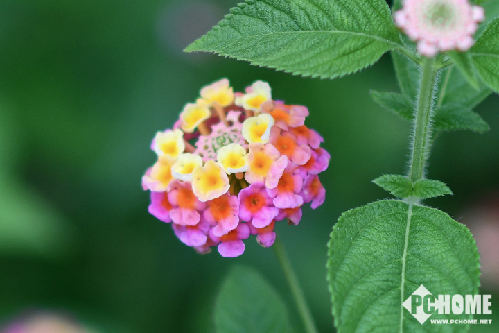 尼康d850全画幅高端相机怎么选,尼康全画幅单反d850