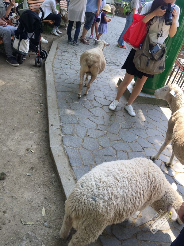 碉堡｜日本关西深度游最详细攻略！体验全日本最美的小渔村，吃嗨