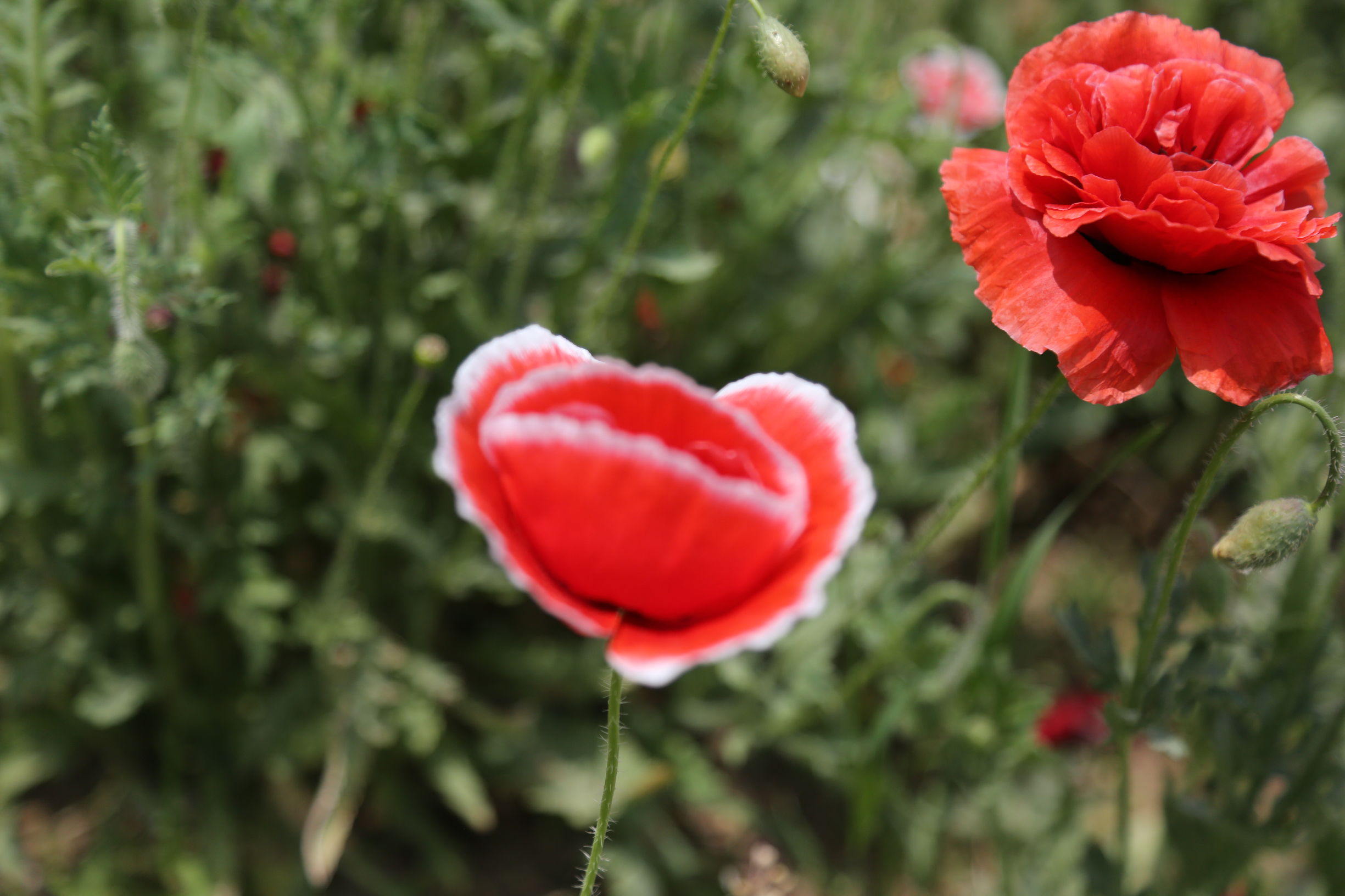 虞美人和罂粟花很像,粟花和虞美人的区别