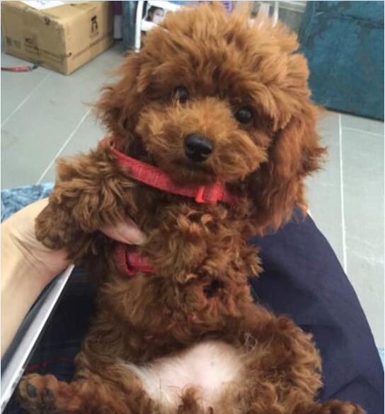 失踪的泰迪,泰迪失踪了怎么办