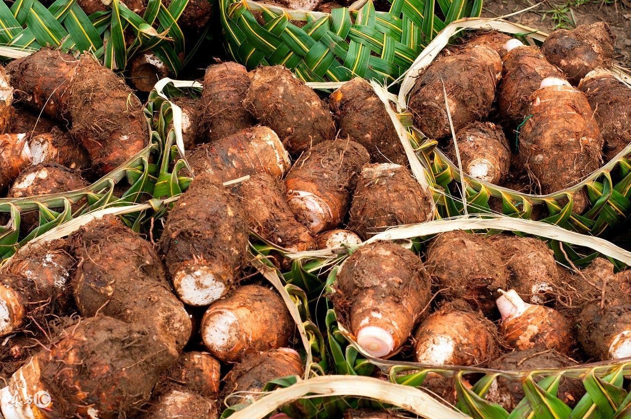 牛皮癣可以吃芋头吗,芋头治疗皮肤病