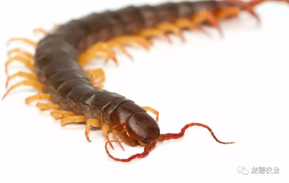 龙鱼吃的鱼叫什么,龙鱼吃个头差不多的鱼