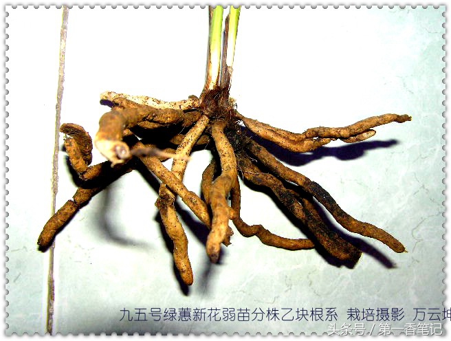 植金石与赤玉土养兰哪个好,珍珠岩和植金石哪个适合养兰