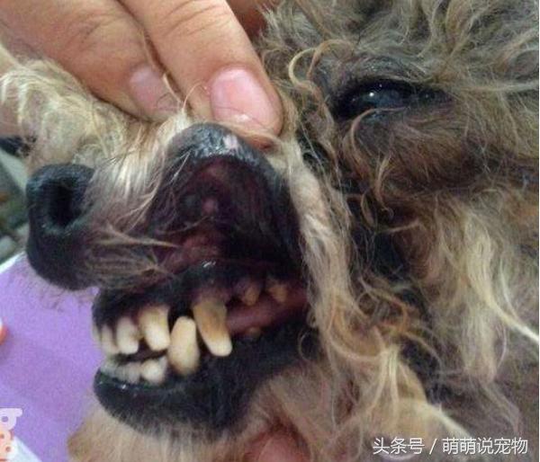 泰迪狗狗臭线怎么去除,泰迪狗狗体味重怎么去除