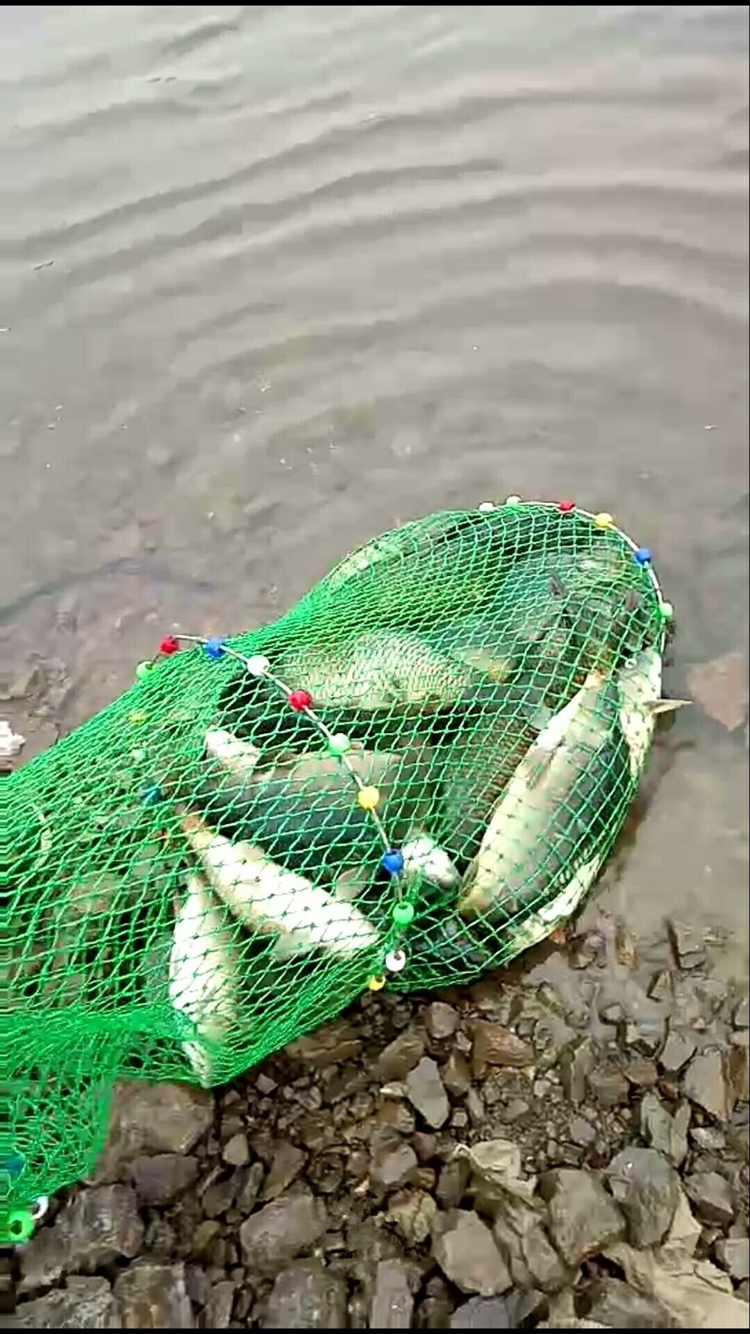 疯了！他驻钓水库35天，创下了3个纪录！