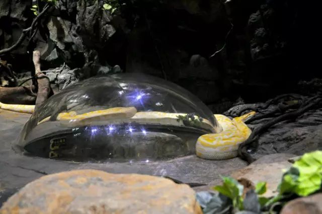 广州长隆野生动物园吃东西攻略,广州长隆野生动物园吃喝攻略