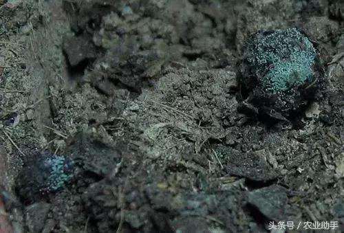 木霉菌到底有多神奇！