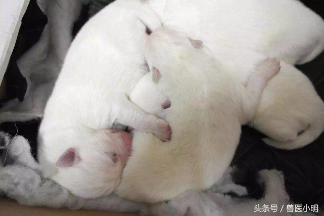 颜值最高的萨摩耶,萨摩耶在犬界的颜值