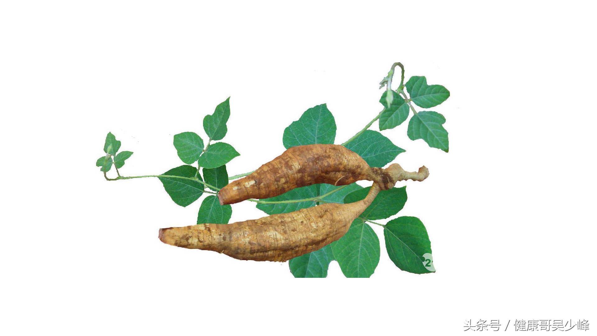 健康哥新作品,健康歌视频教学