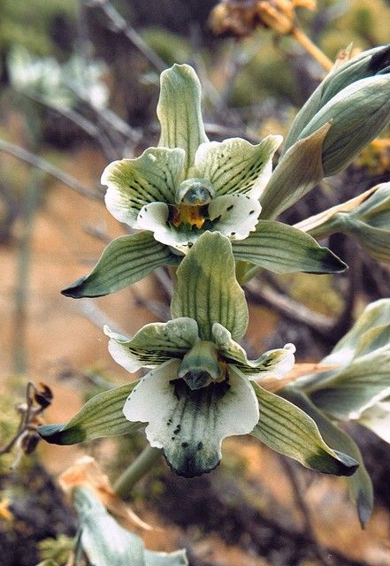兰花寓意坚强象征着高洁傲骨之风,兰花代表怎样的高洁品质