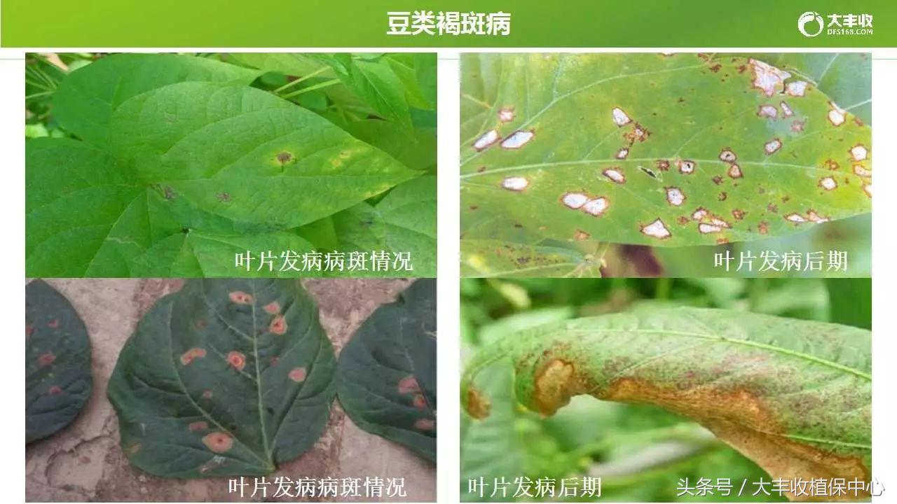 豆类容易得的病,荷兰豆类病害图解大全