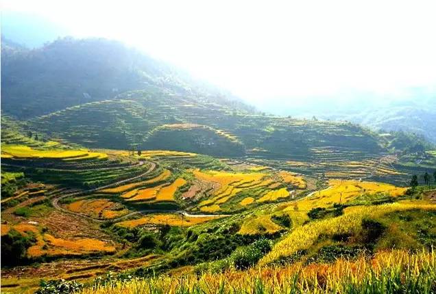 风吹稻浪黄金灿原创,风吹稻田金灿灿原文