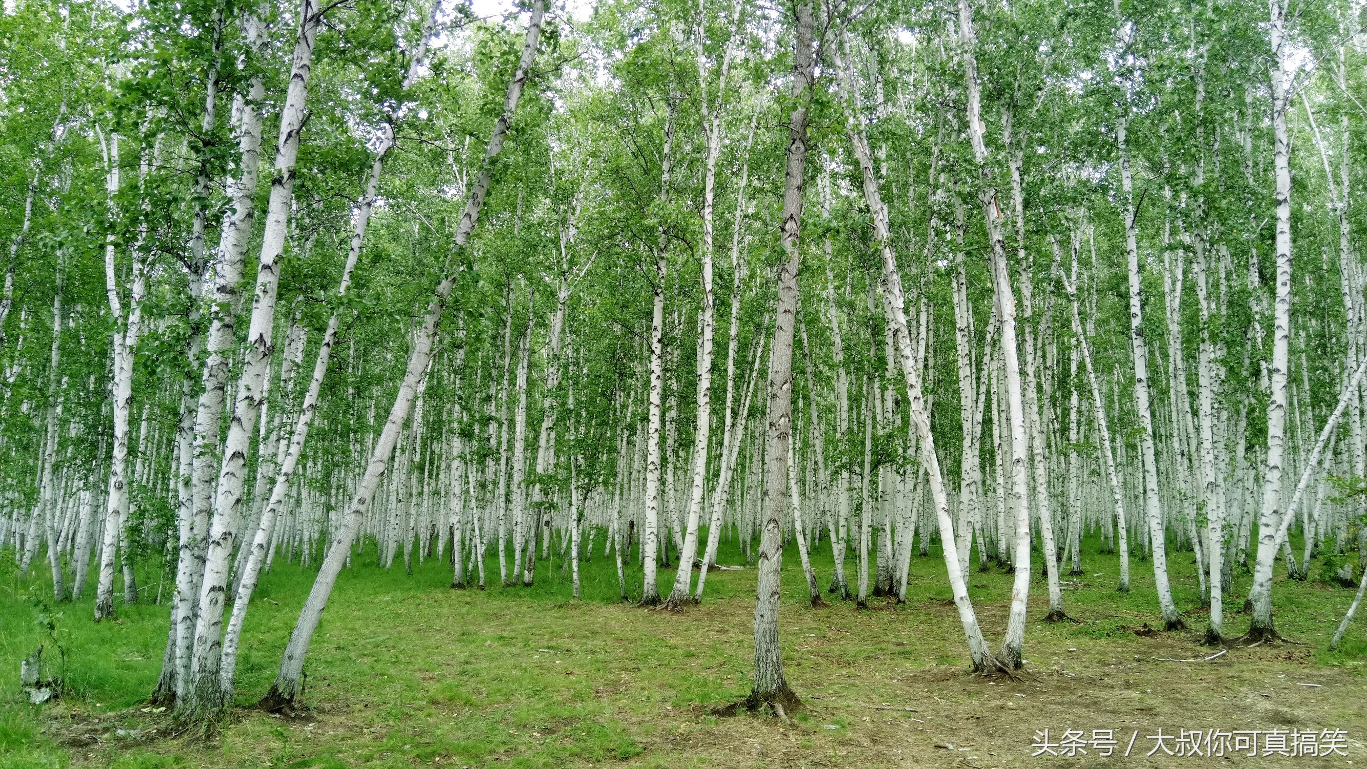 你所不知道的内蒙古牛肉干,内蒙古呼伦贝尔特产有哪些