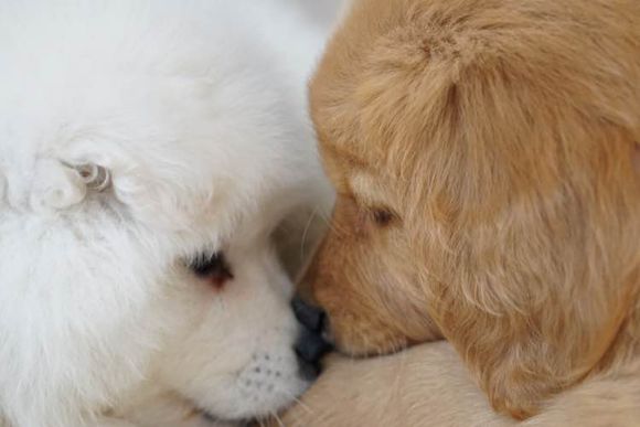 萨摩耶得了相思病怎么处理,六个月萨摩耶不爱吃狗粮了