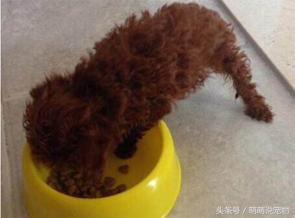 宠物狗泰迪流浪,宠物狗泰迪能吃剩饭吗