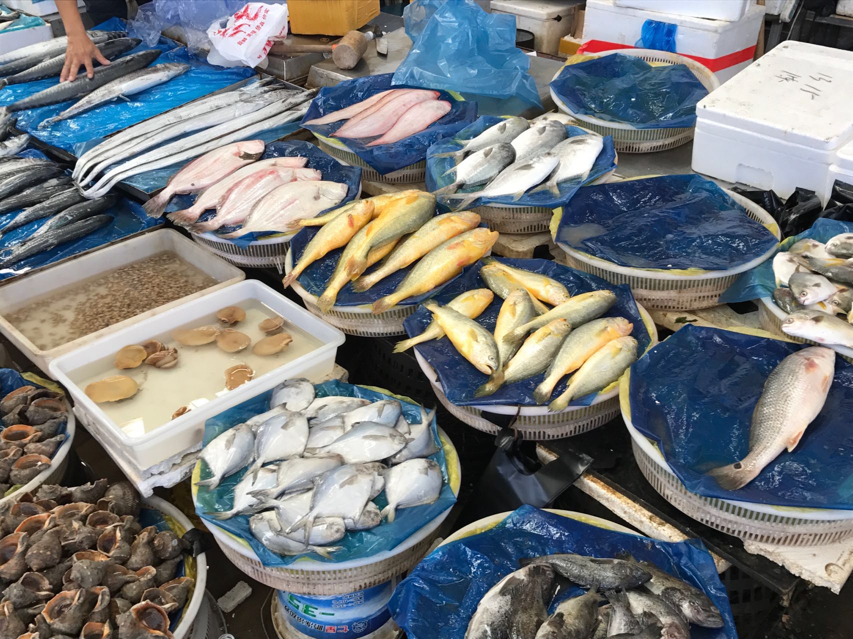 十一来鲅鱼圈旅游：十大防坑攻略，像本地人一样畅游鲅鱼圈