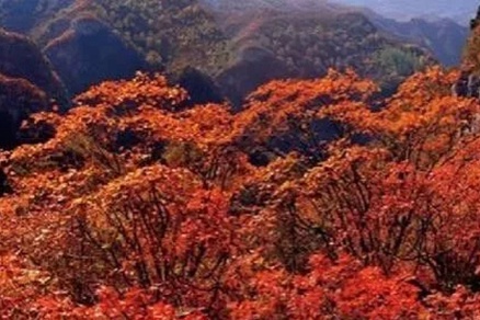 北京不容错过的赏花路线,北京香山红叶林观看最佳时间