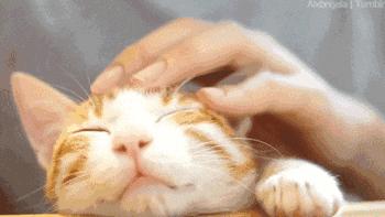 提升猫咪智商的玩具,提高猫咪的生活品质