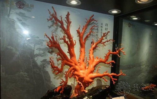 最好的红珊瑚是哪个,世界上最好的红珊瑚图片