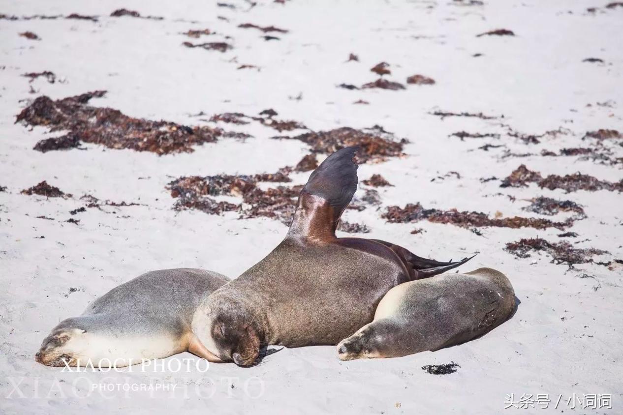 玩转南澳大利亚，这篇最全旅行攻略一定可以帮到你