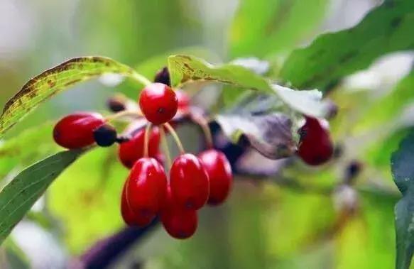 秦岭深处,秦岭深处有人家