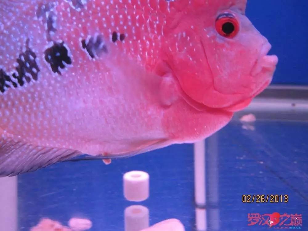 慢性肠炎怎么治疗好能彻底去根,猫胃肠炎的症状判断及治疗方法