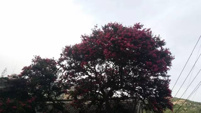 乳山大秧歌历史渊源,乳山旱稻