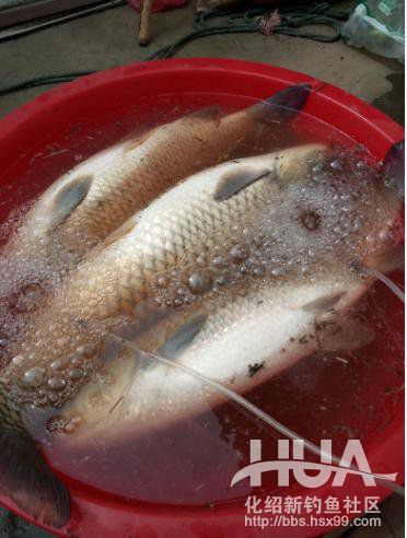 自制钓草鱼玉米必须要煮吗,发酵的玉米可以钓草鱼吗