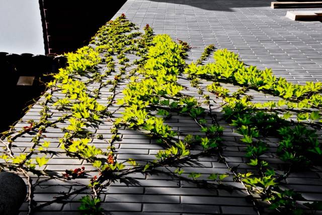 趣谈山大趵突泉校区，春风十里不如你