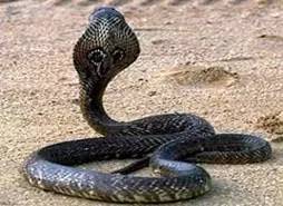 特种养殖蛇最新政策,特种养殖人笑话