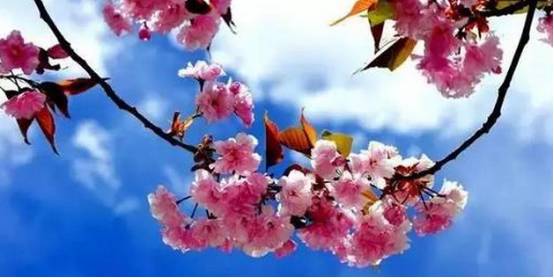 看樱花何必去远方,天津水上公园神户园樱花