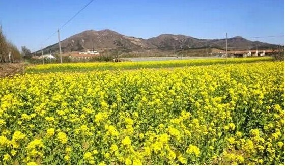 烟台打车市场硝烟再起,烟台滴滴租车跑网约车划算吗