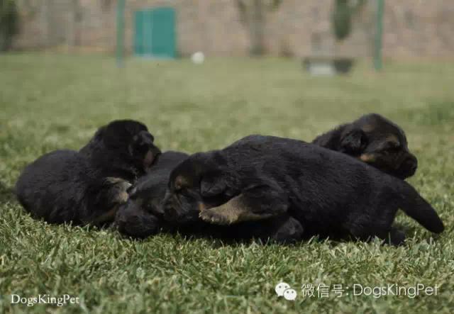 德牧怀孕期间怎么喂养比较好,德牧怀孕期间喂养什么食物