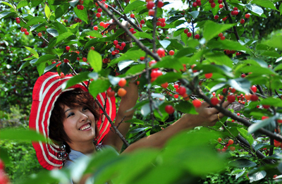 昆明周边采摘樱桃的地方,昆明周边地图全图