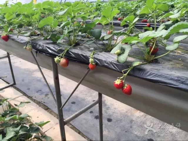 又到草莓时节,天津采摘草莓好又便宜的地方