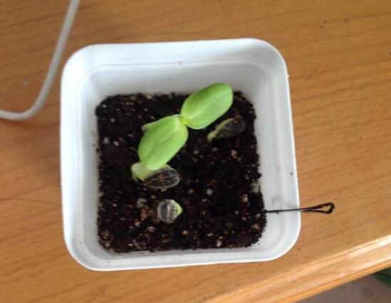 盆栽向日葵花蕾期怎样打杈请示范,手工编织钩针向日葵盆栽视频教程