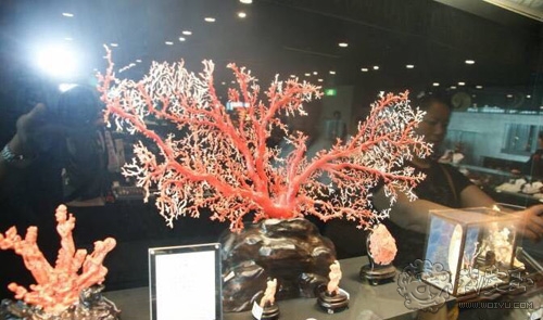 红珊瑚介绍,真正的红珊瑚是什么样的