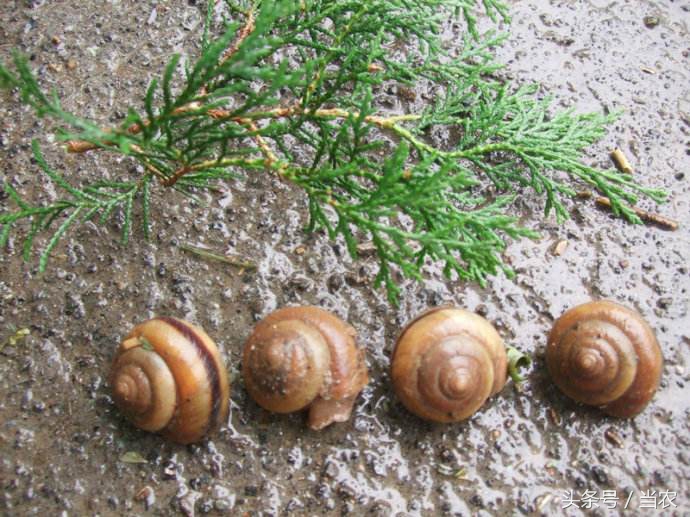 雨中浪漫的邂逅,花海中的浪漫邂逅