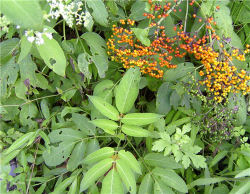 治风湿最好的一种草,农村祛风散寒的草有哪些