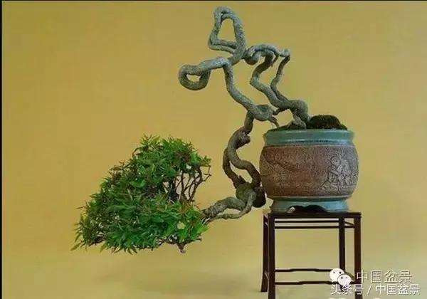 盆景里有蚂蚁怎么消灭最彻底,盆景园如何治蚂蚁