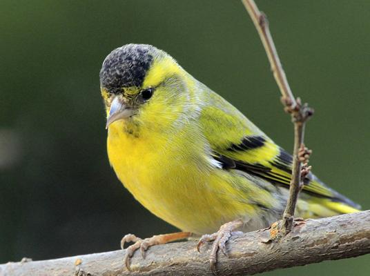 黄雀全攻略详解,黄雀完整版视频