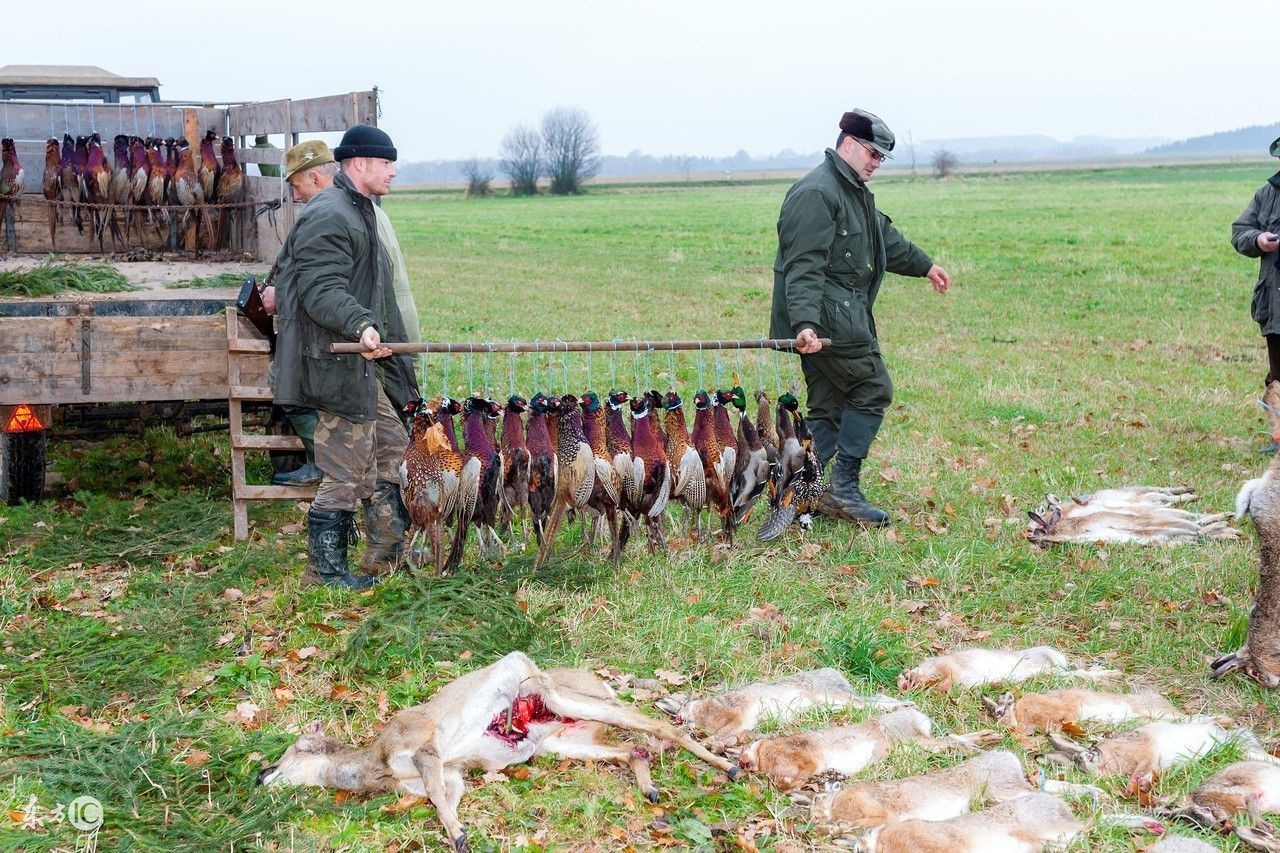 雪地里抓兔子技巧,冬天抓兔子视频教程