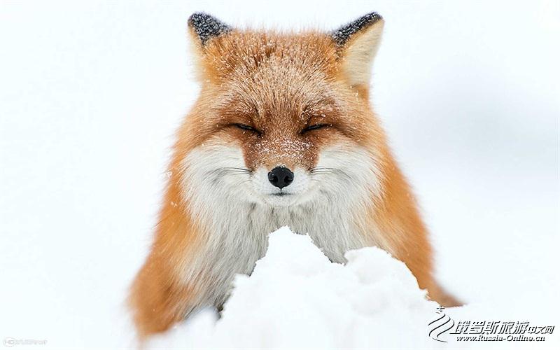 采矿工程师视频,采矿工程师拍摄的狐狸