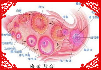 判断排卵最简单而可靠方法,专家讲解排卵基本知识