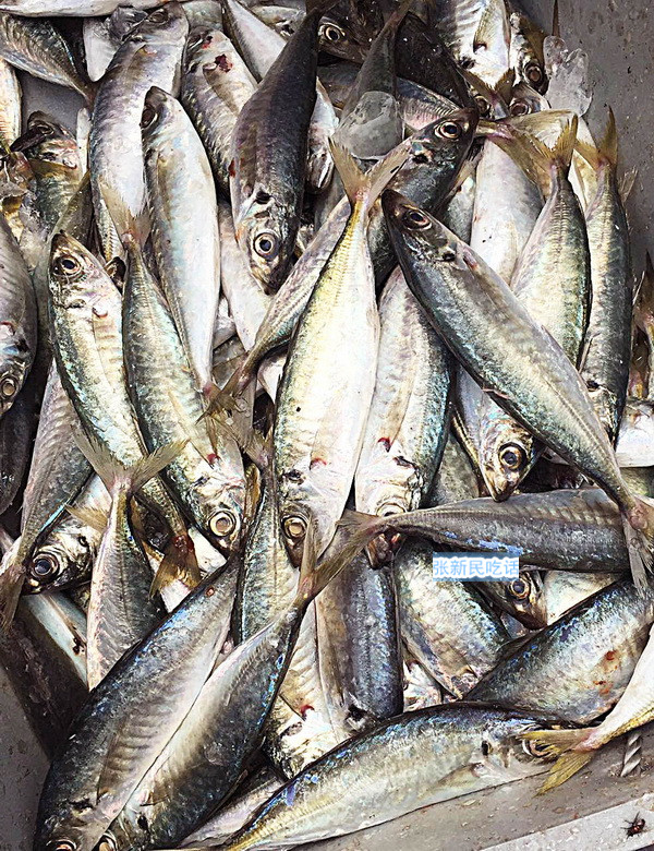 潮汕巴浪鱼和福建巴浪鱼的区别,巴浪鱼是不是淡水鱼