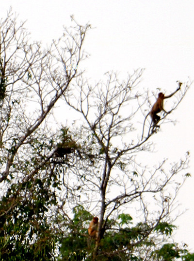 沙巴4天自由行攻略 (沙巴5天之旅)