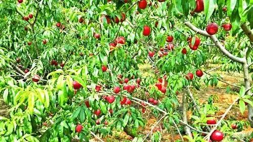 离石林不到20公里的地方,隐藏着昆明人没发现的苗王寨