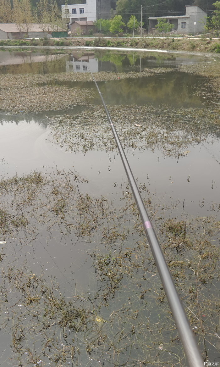 八一水库钓草鱼,八一水库钓青稍